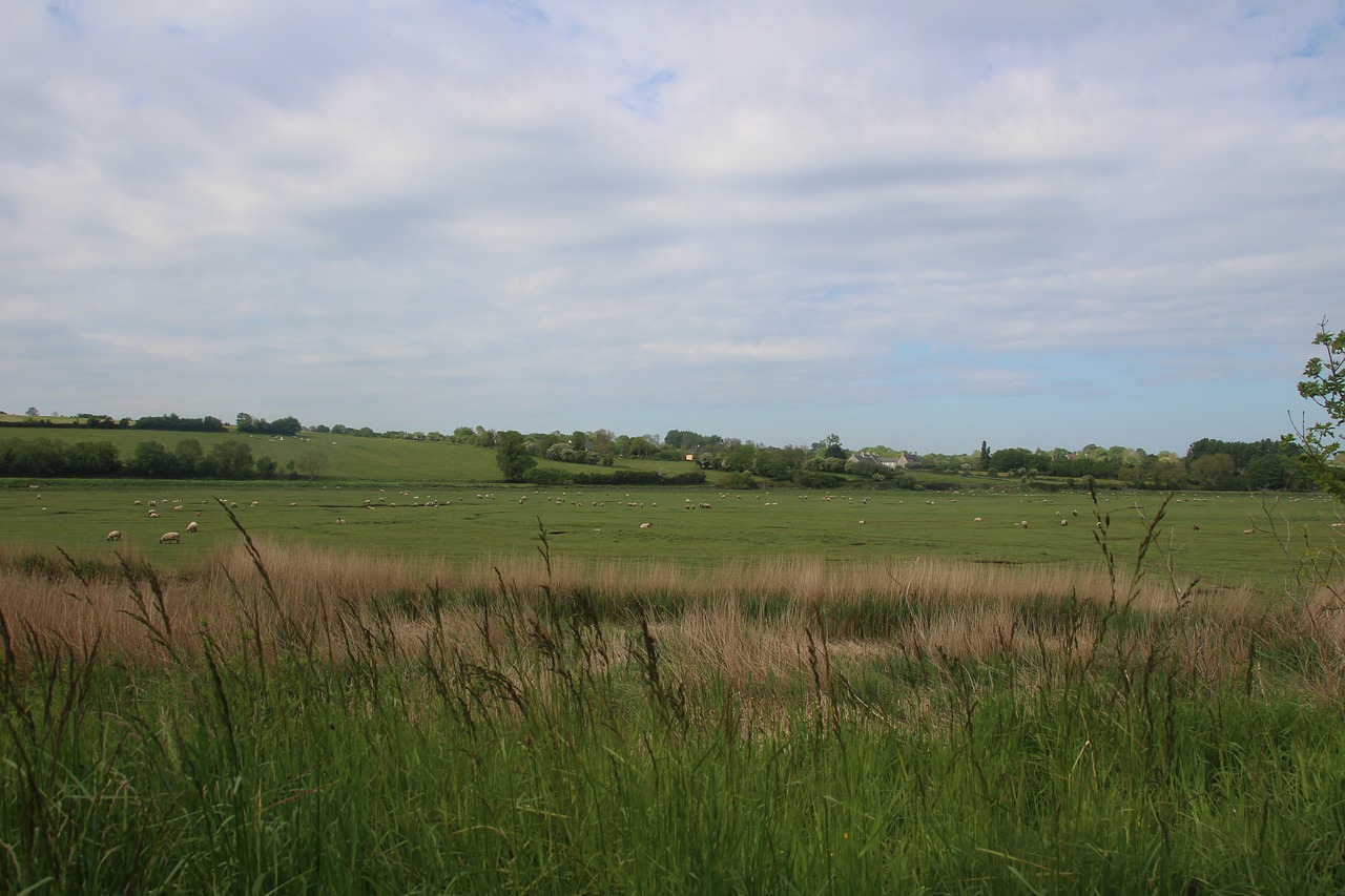 grass nature sheep free photo