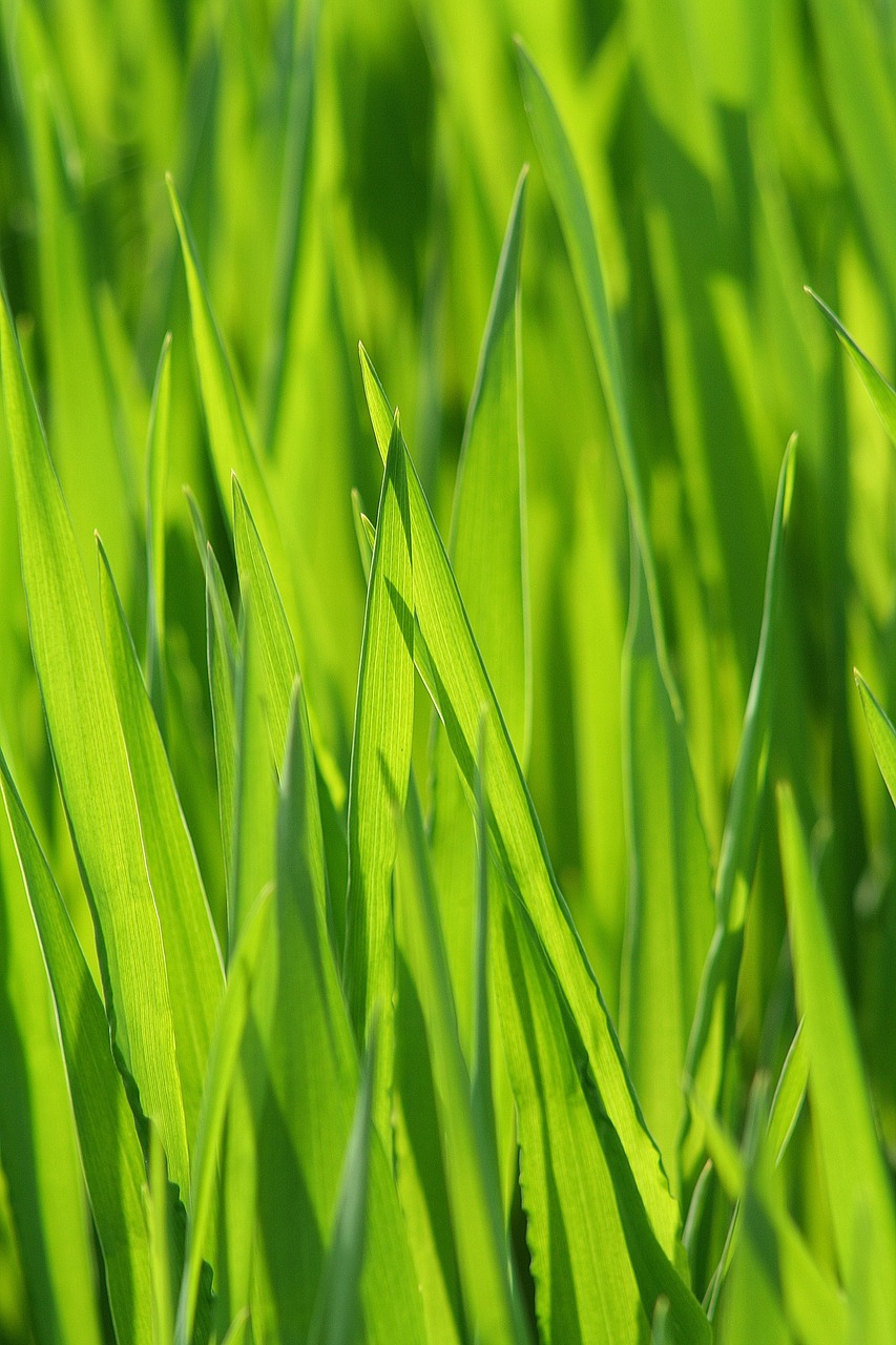 grass meadow grasses free photo