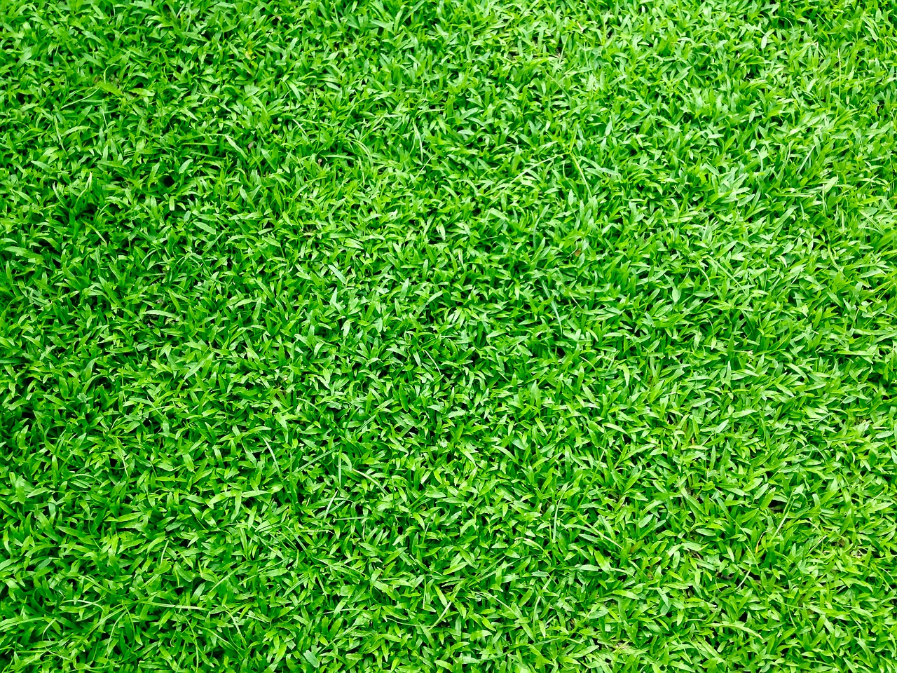 grass grass field green grass free photo