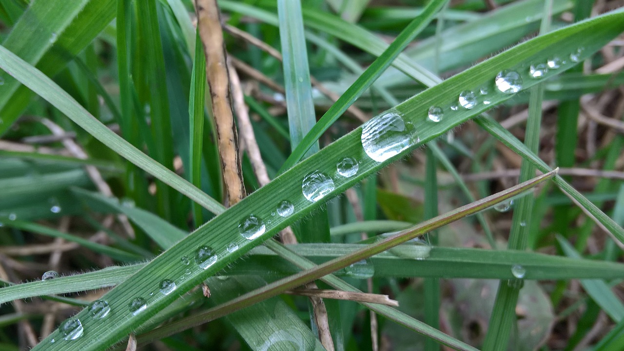 grass green rosa free photo