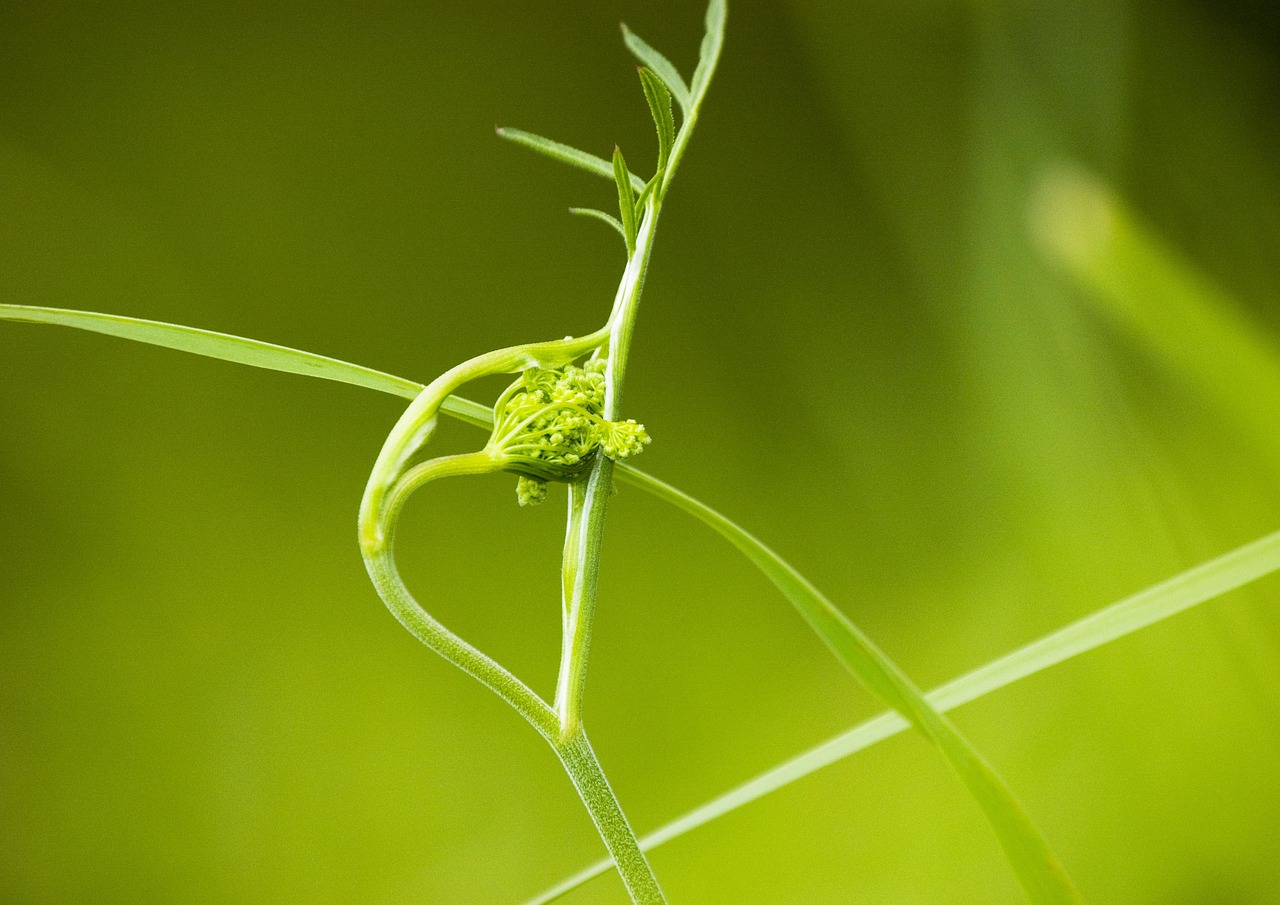 grass nature green free photo