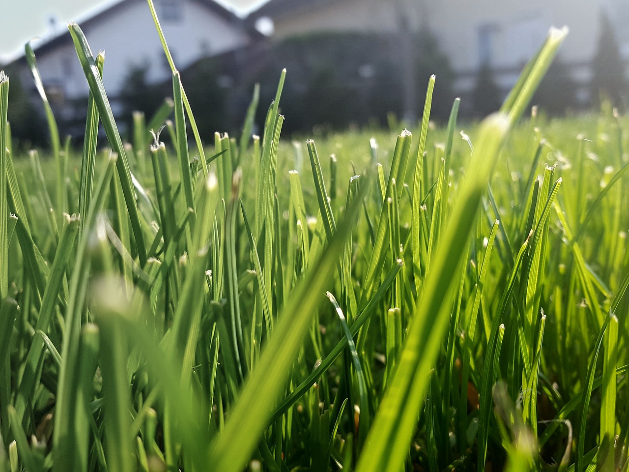 grass rush green free photo