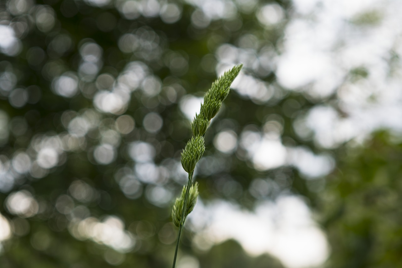 grass blade of grass bokeh free photo