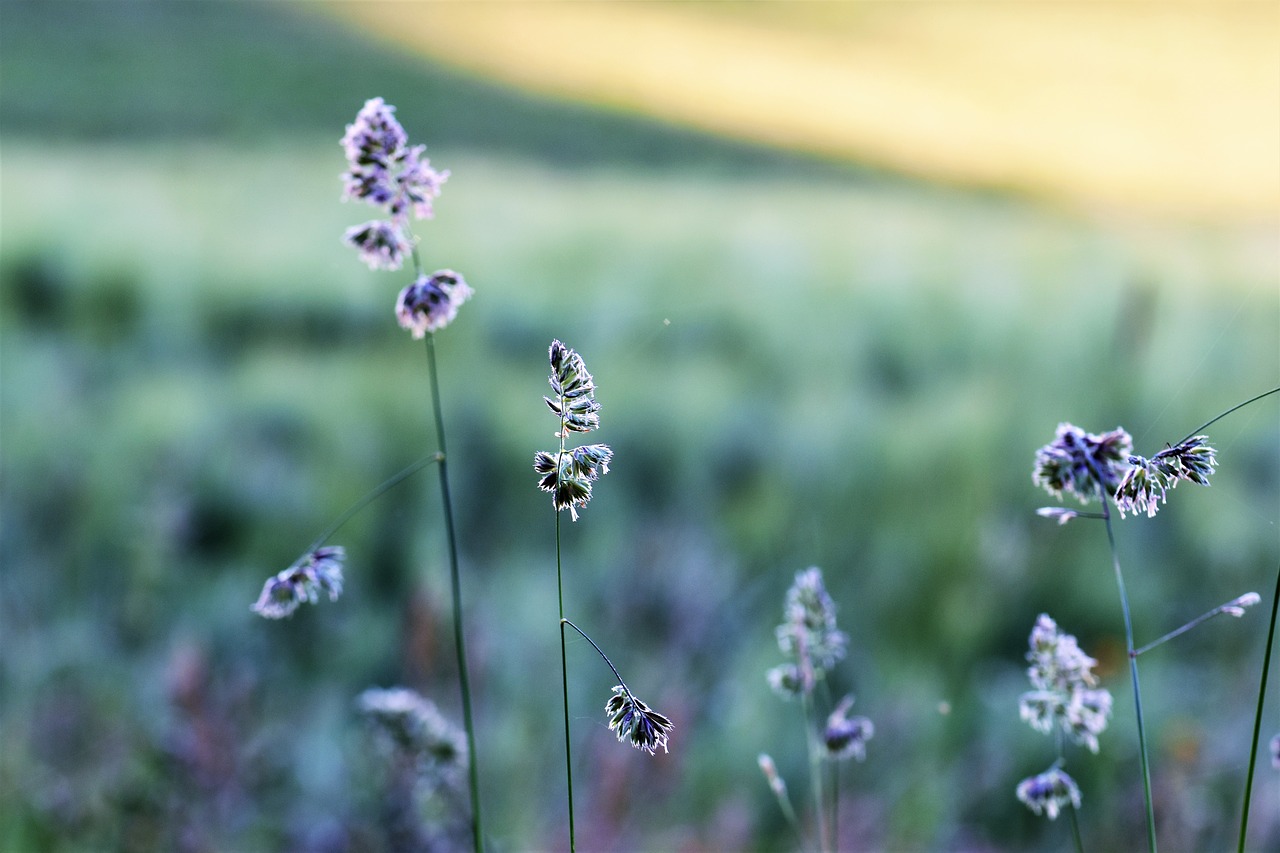 grass meadow field free photo