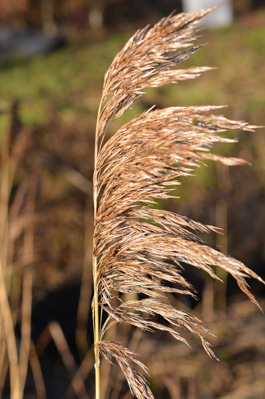 grass reed nature free photo