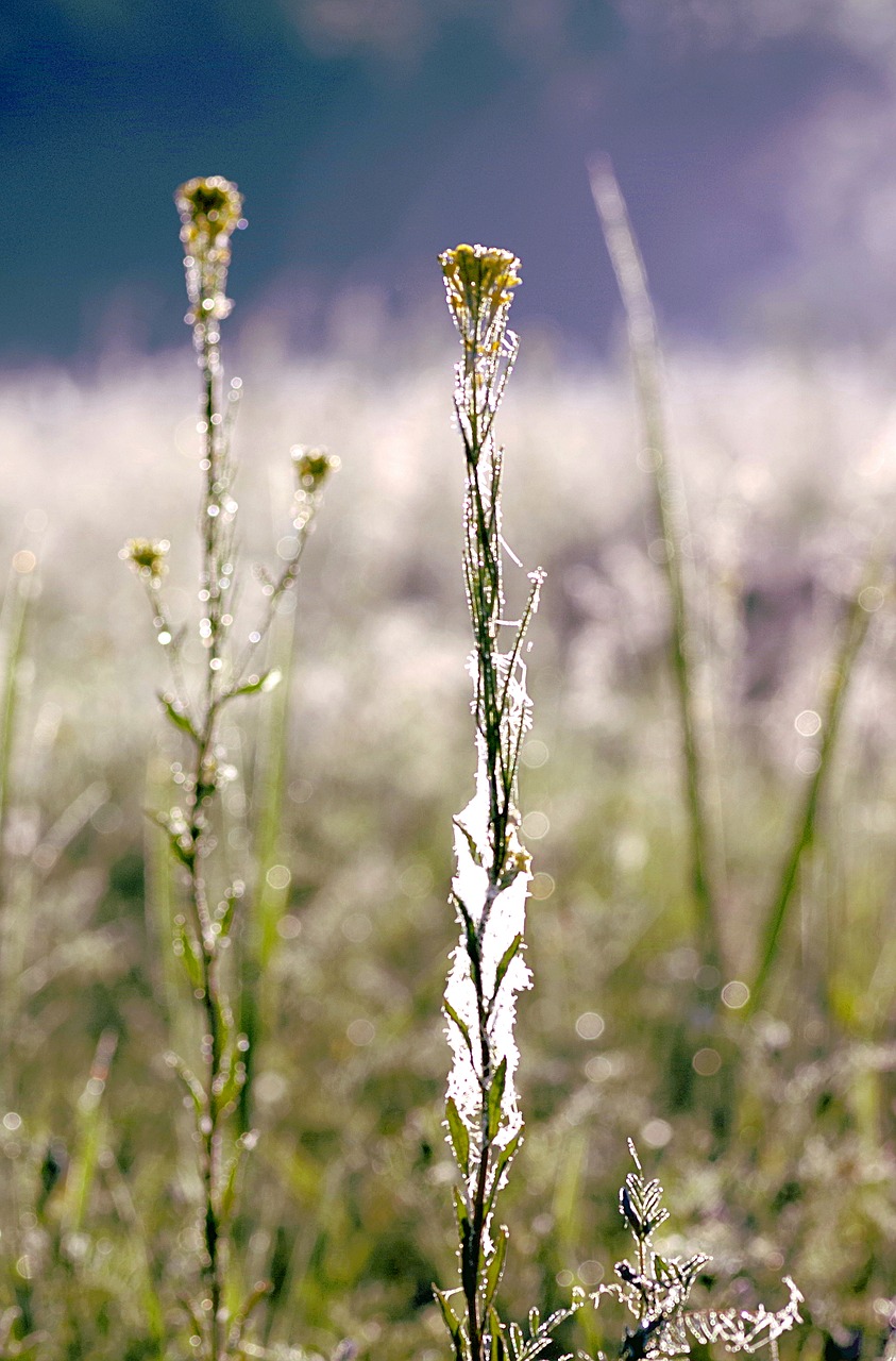 grass cobweb rosa free photo