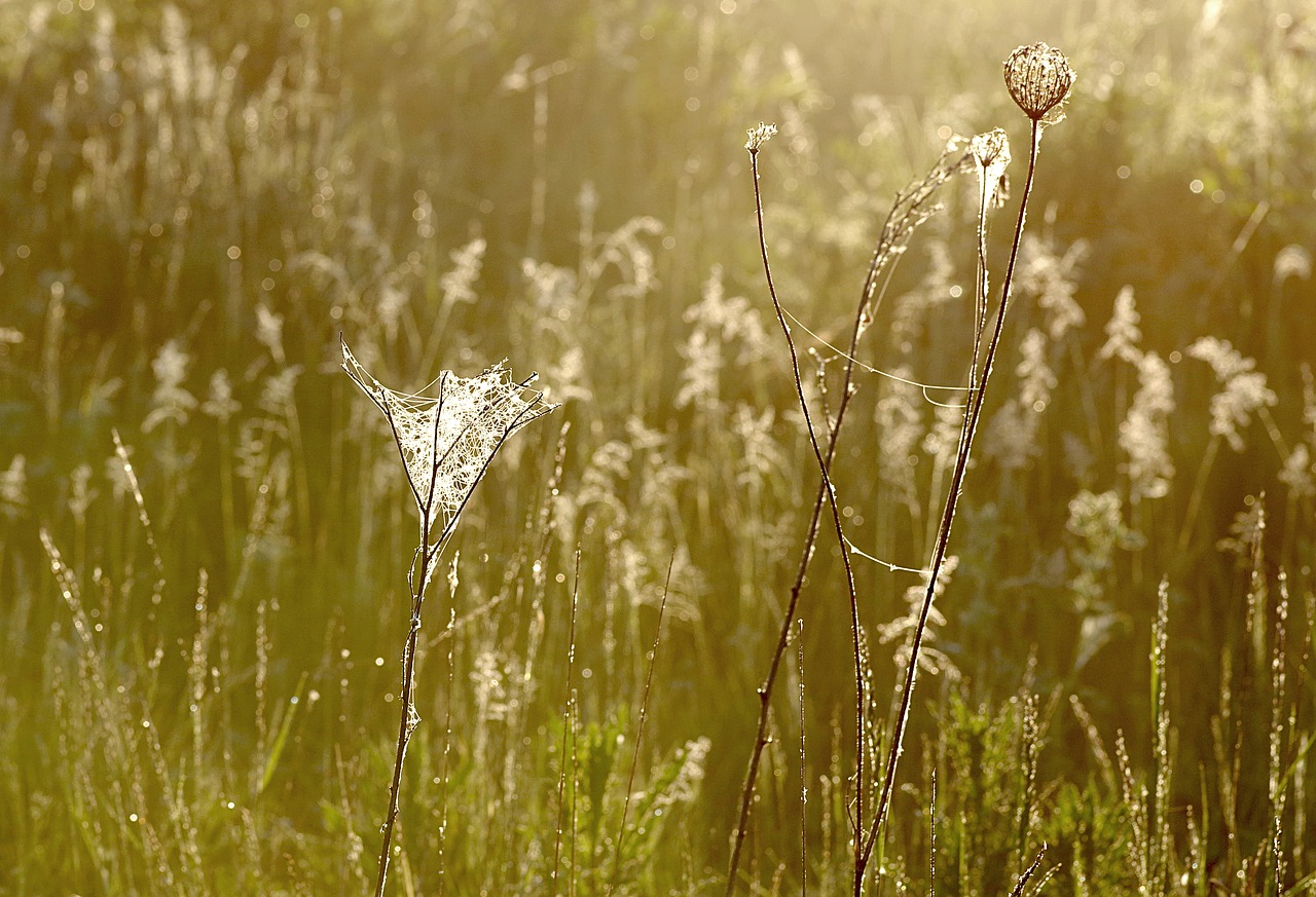 grass cobweb rosa free photo