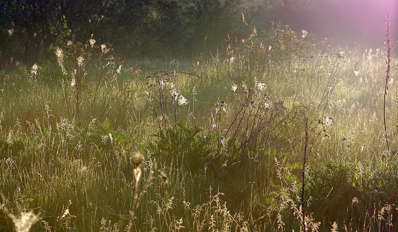 grass cobweb rosa free photo