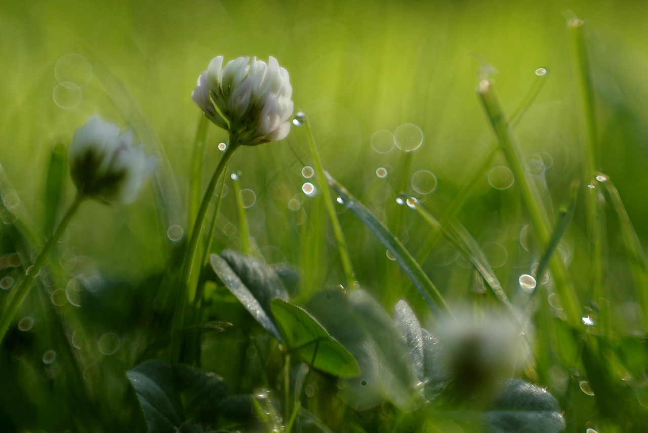 grass flower clover free photo