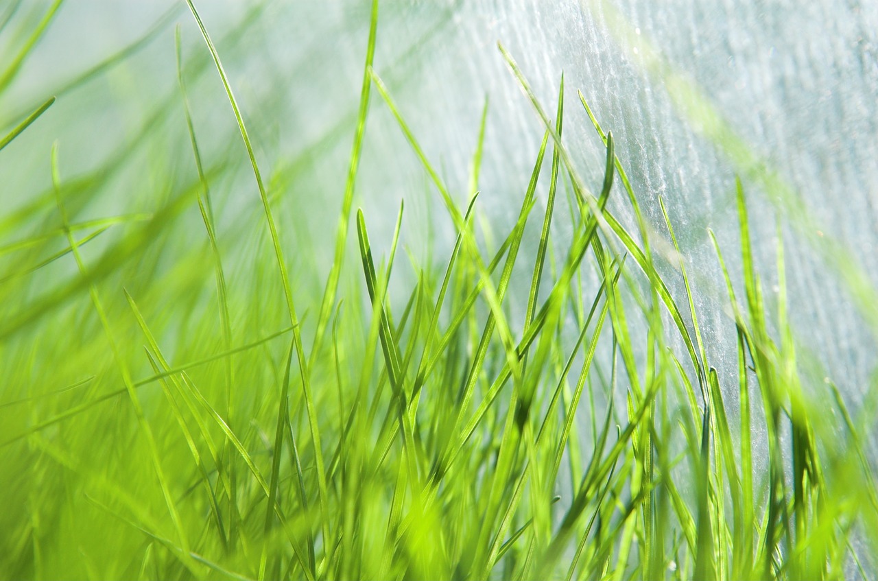 grass fresh dew free photo