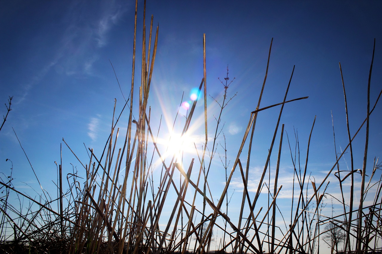 grass summer meadow free photo