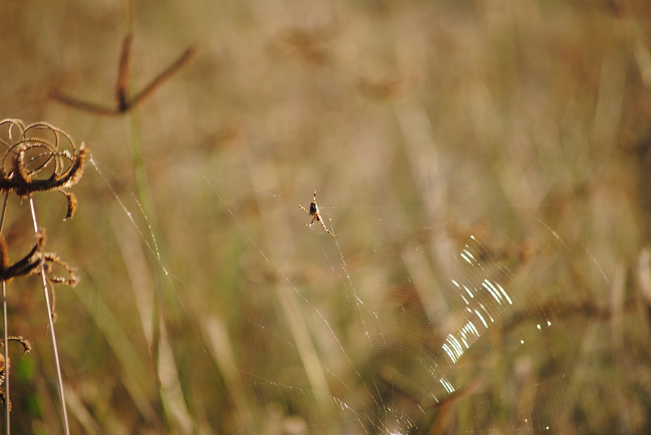 grass spider africa free photo