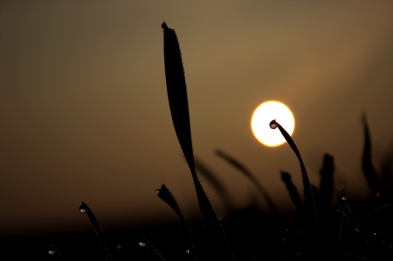 grass sun meadow free photo