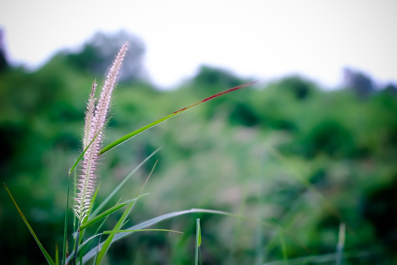 grass nature macro free photo