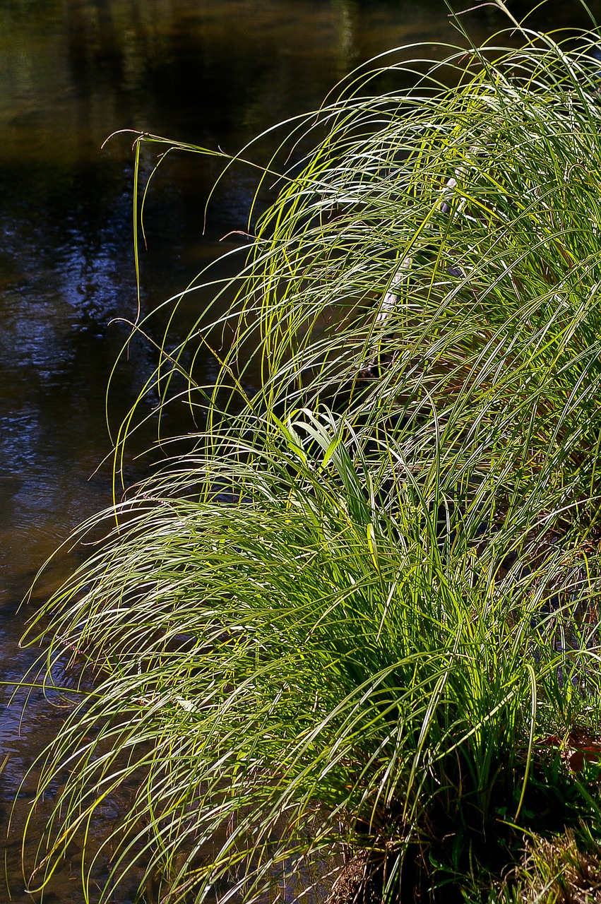 grass green water free photo