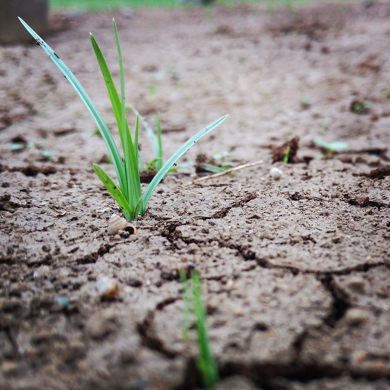 grass sand green free photo