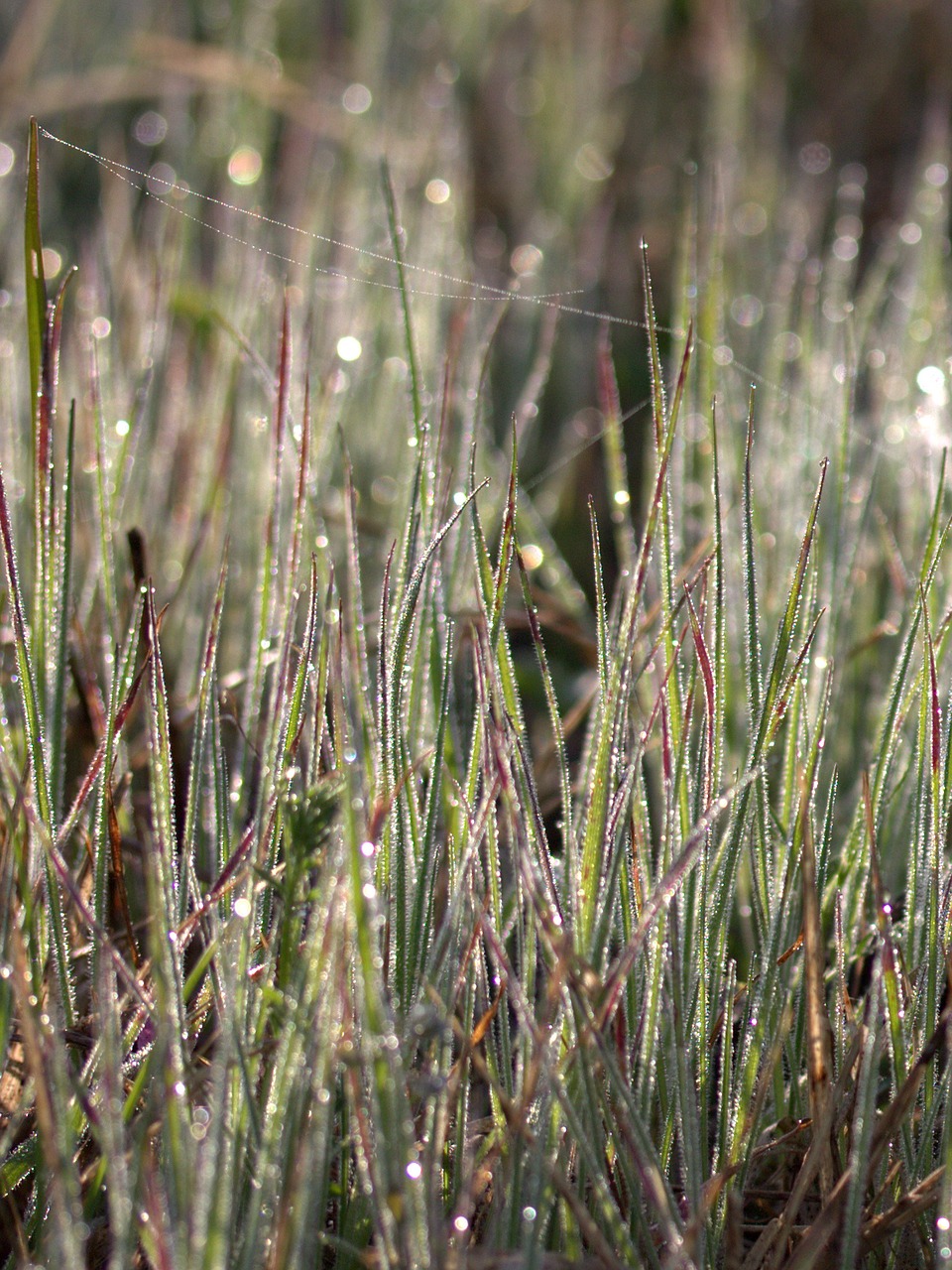 grass dew bokeh free photo