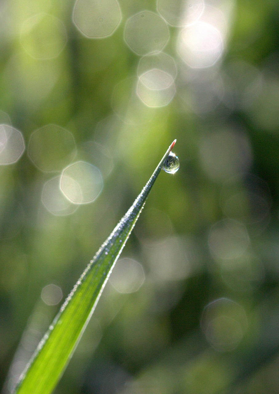 grass dew bokeh free photo