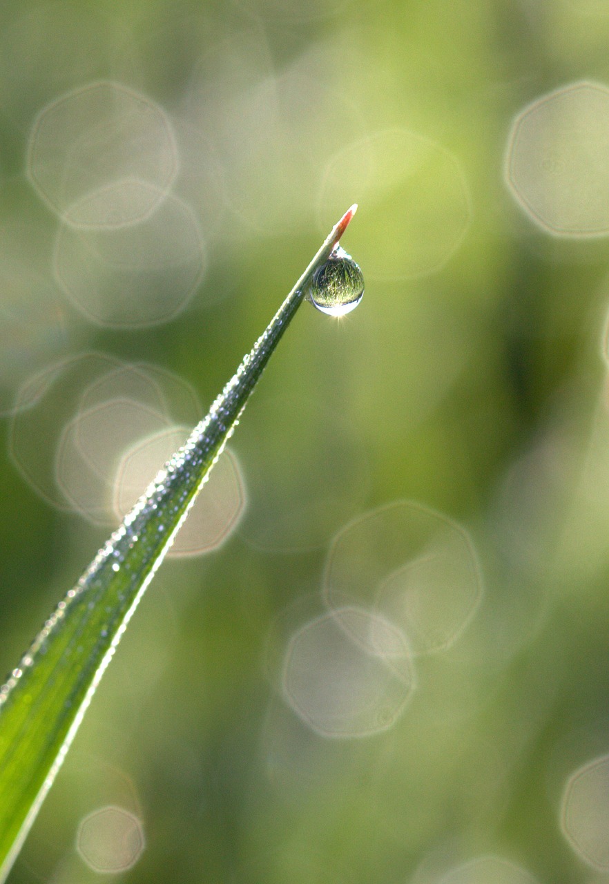 grass dew bokeh free photo