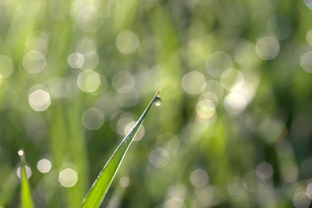 grass dew bokeh free photo