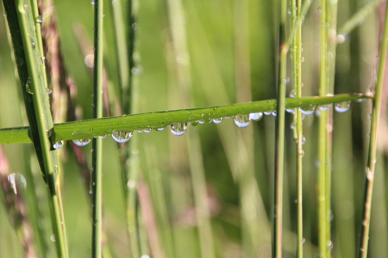 grass drop of water green free photo