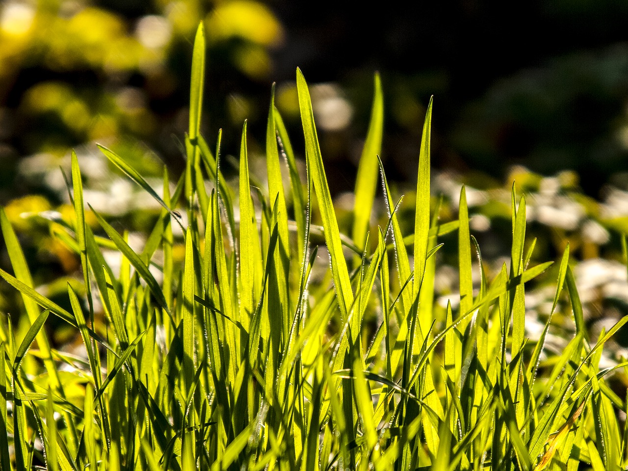 grass plant nature free photo