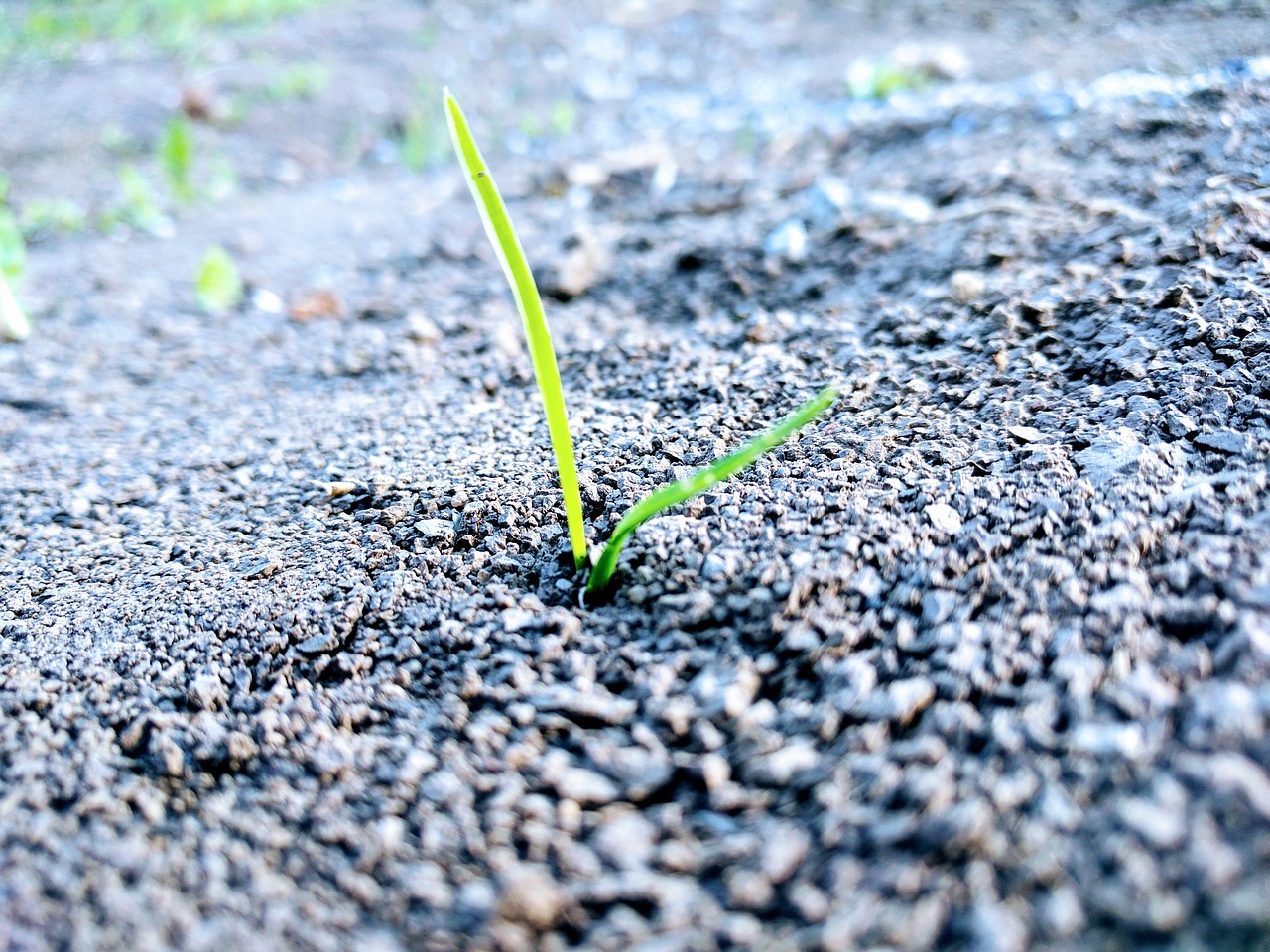 grass earth sprout free photo
