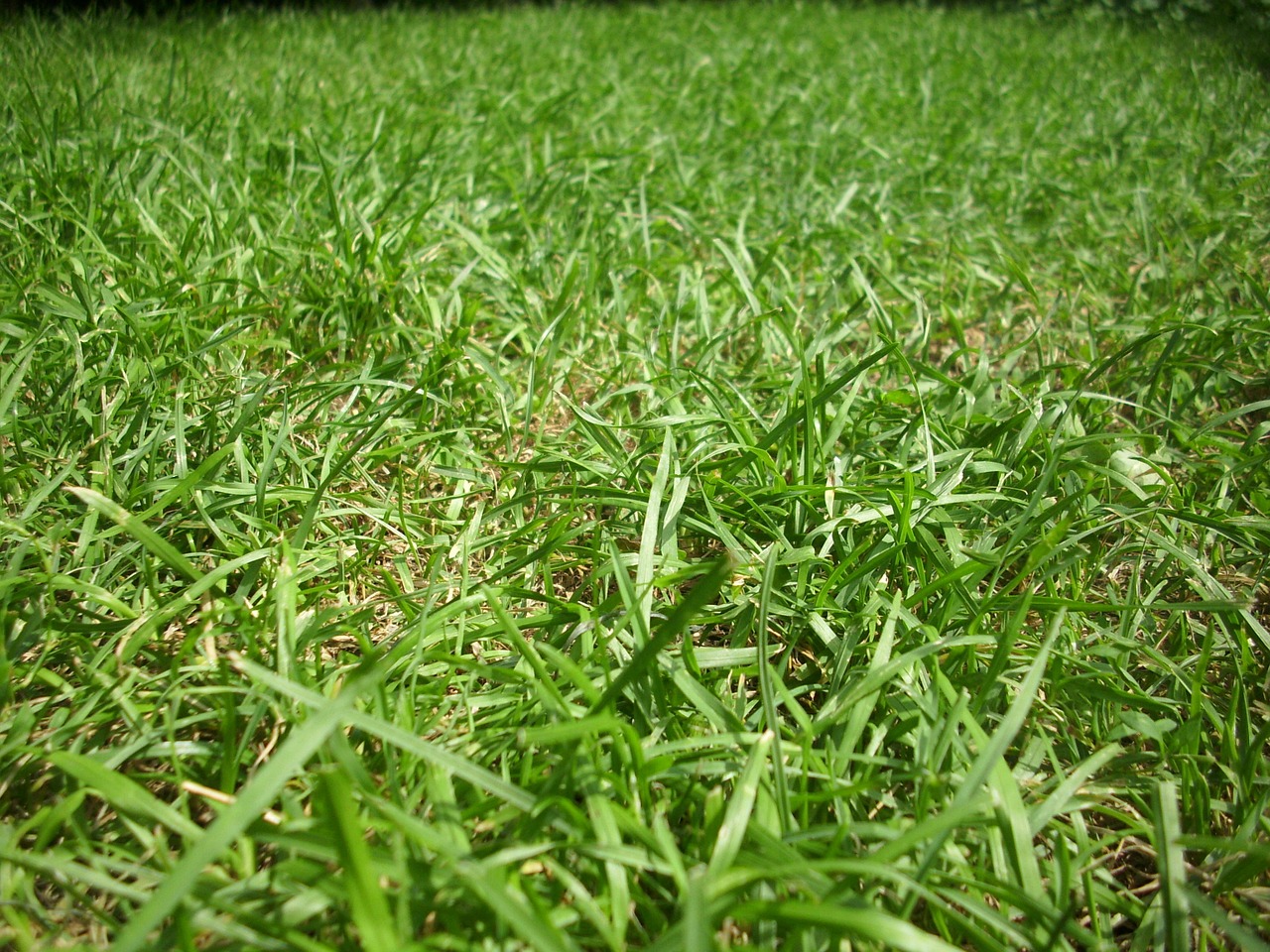 grass ground lawn free photo