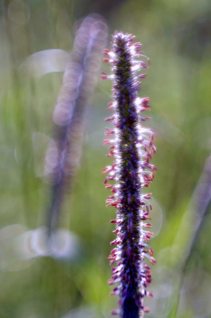 grass meadow color free photo