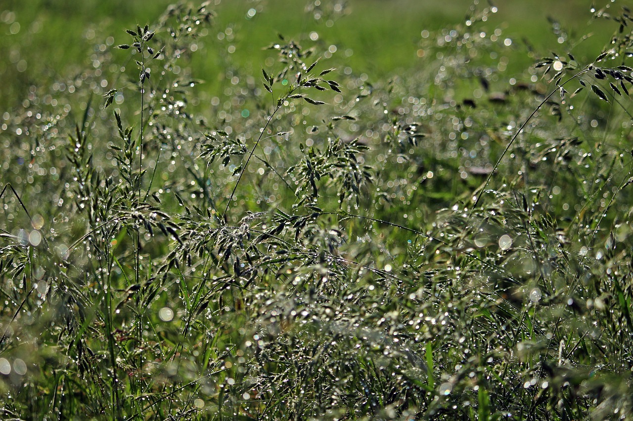 grass dew dewdrop free photo