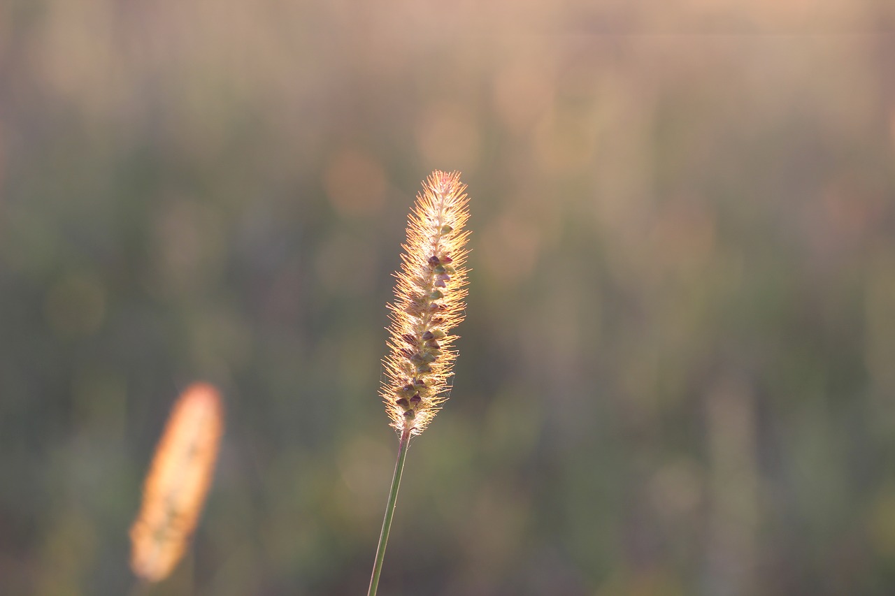 grass plant evening free photo