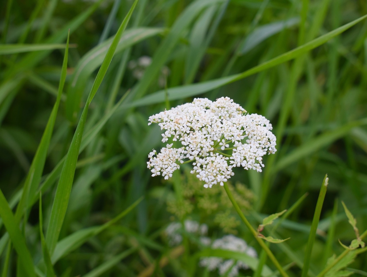 grass wildflowers bright free photo