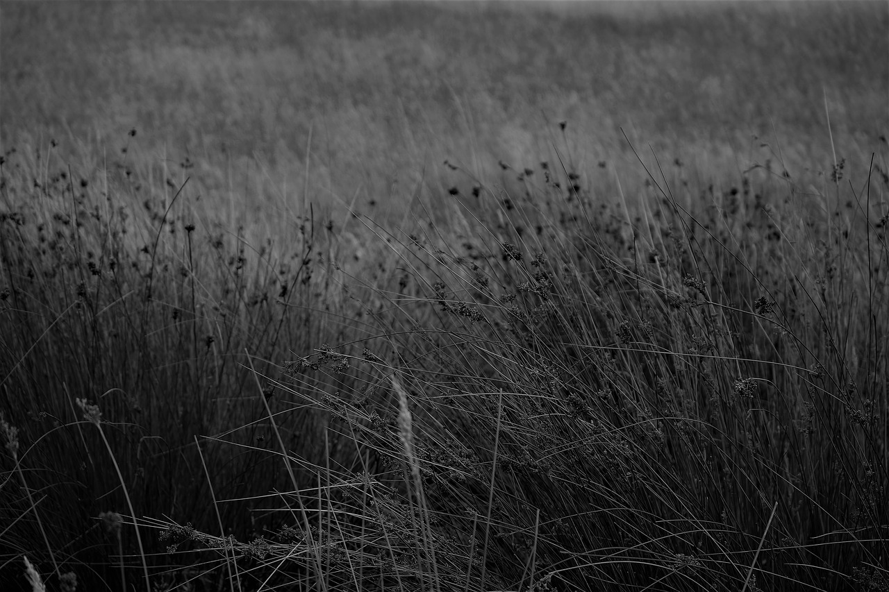 grass paddock grasses free photo