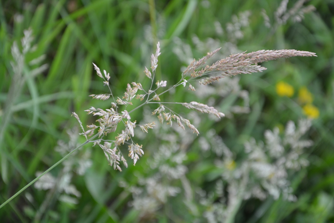 grass green nature free photo