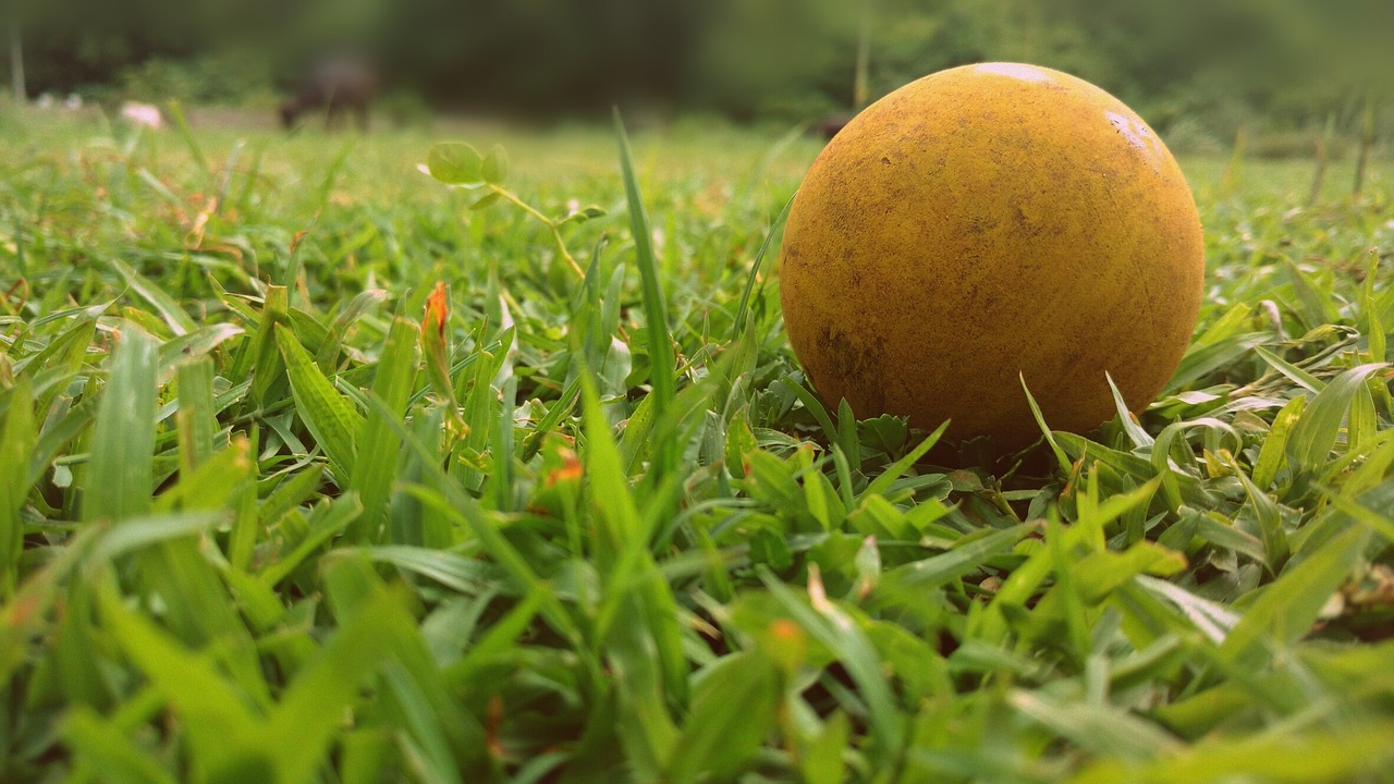 grass ball green free photo