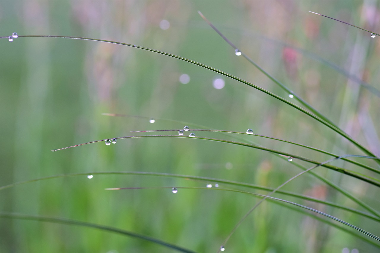 grass dewdrop drop of water free photo