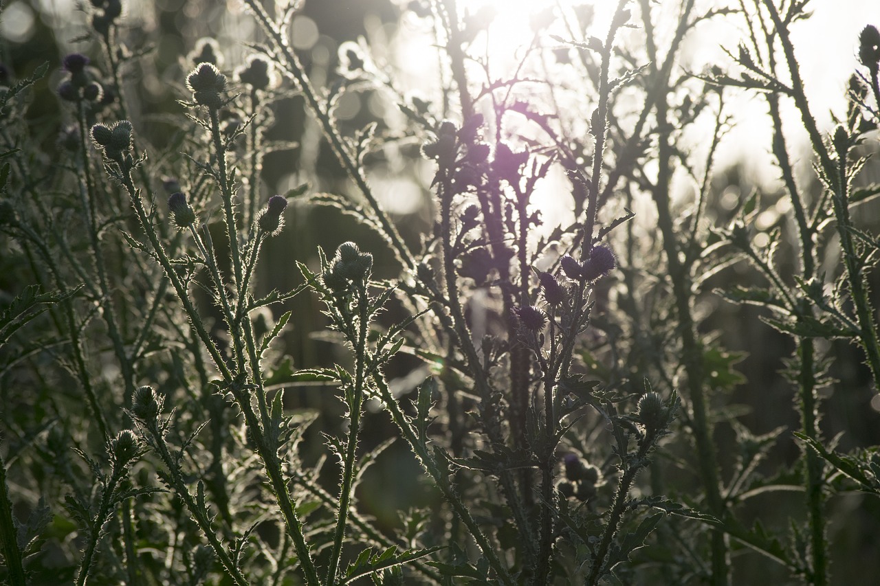 grass green sunset free photo