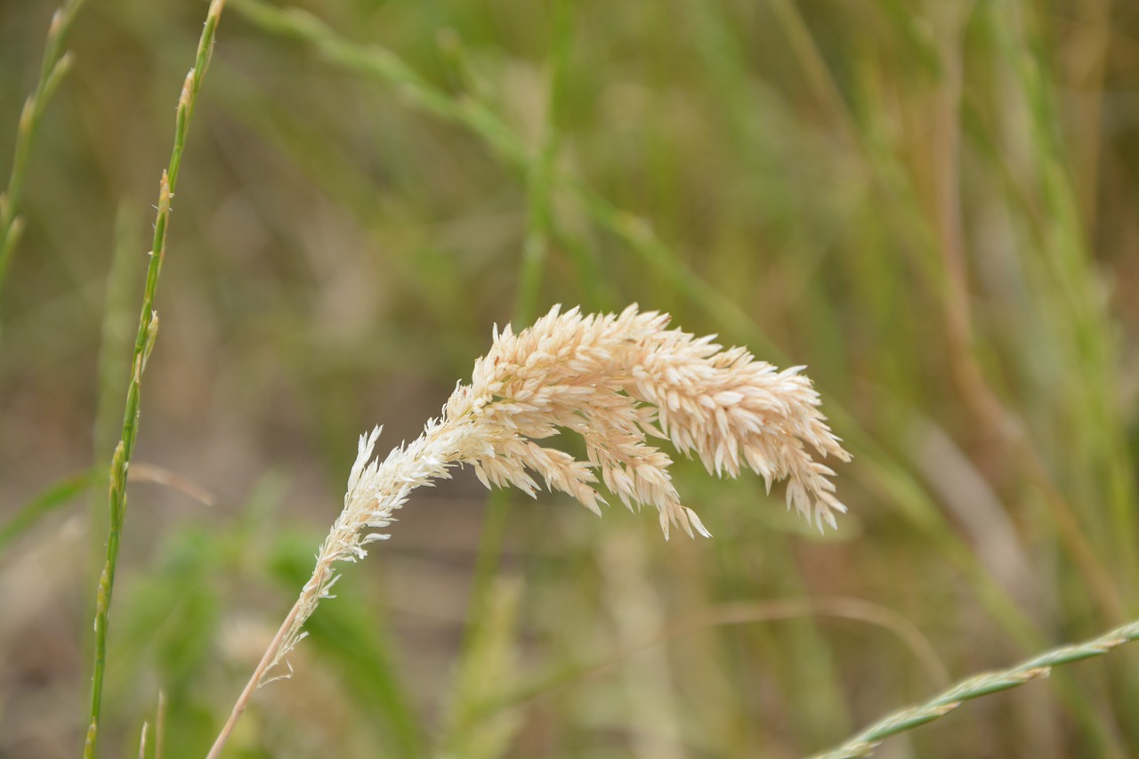 grass high tall grass free photo