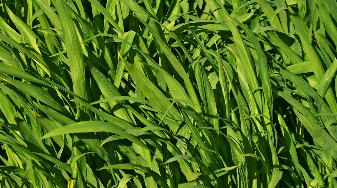 grass millet nature free photo