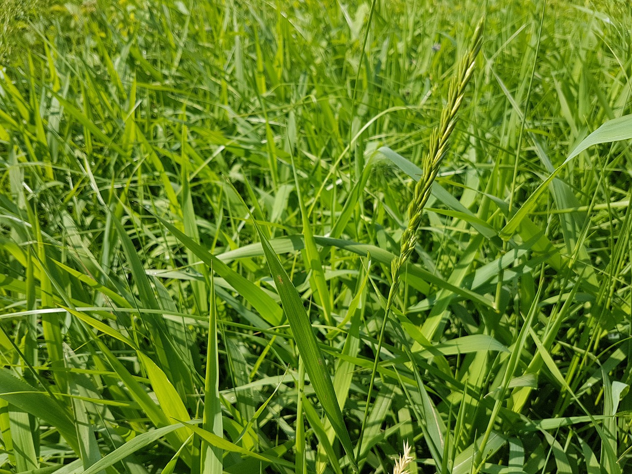 grass meadow nature free photo