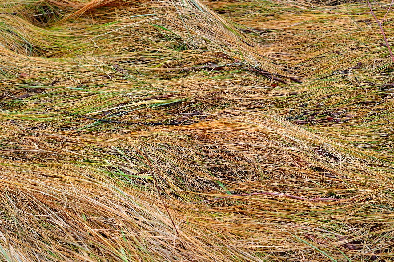 grass nature landscape free photo