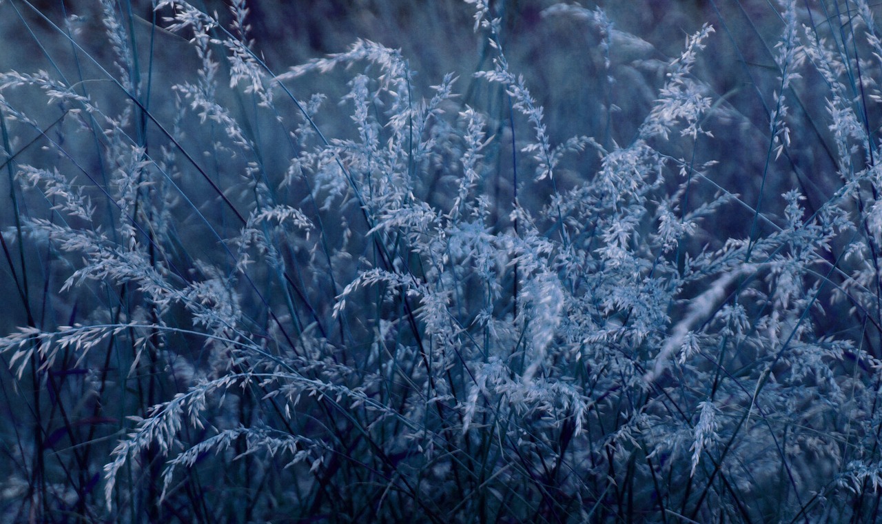 grass night flowering free photo