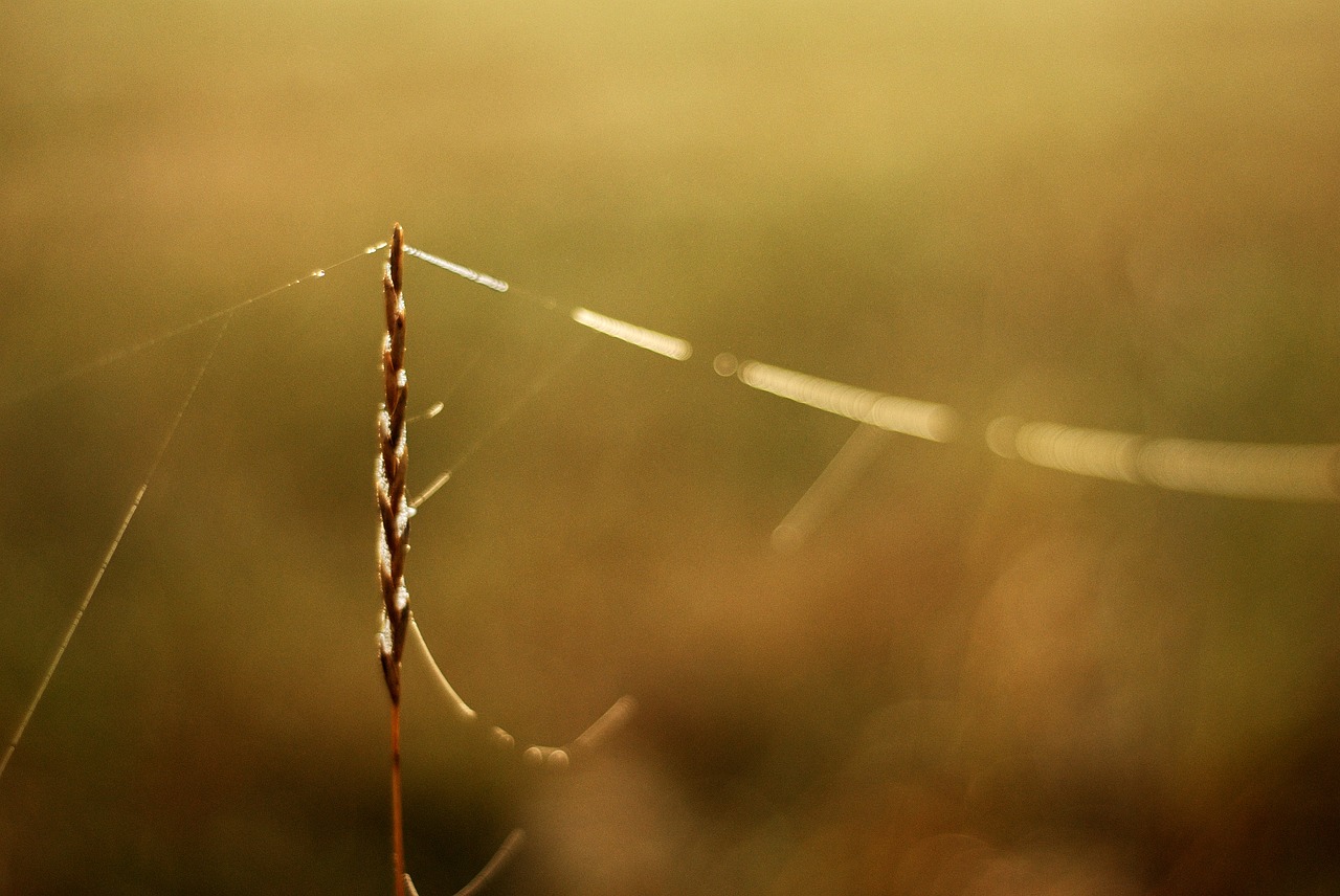 grass network morning free photo