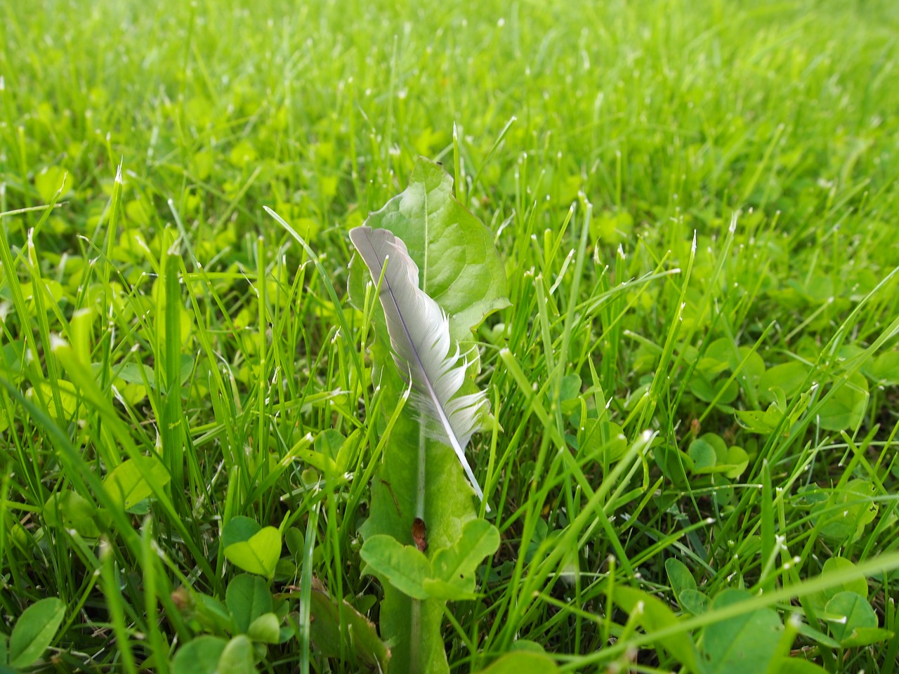 grass pen plumelet free photo