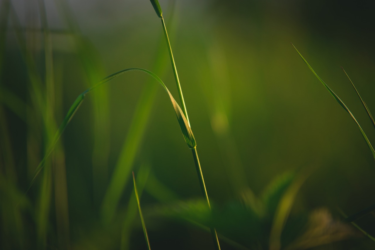 grass nature meadow free photo