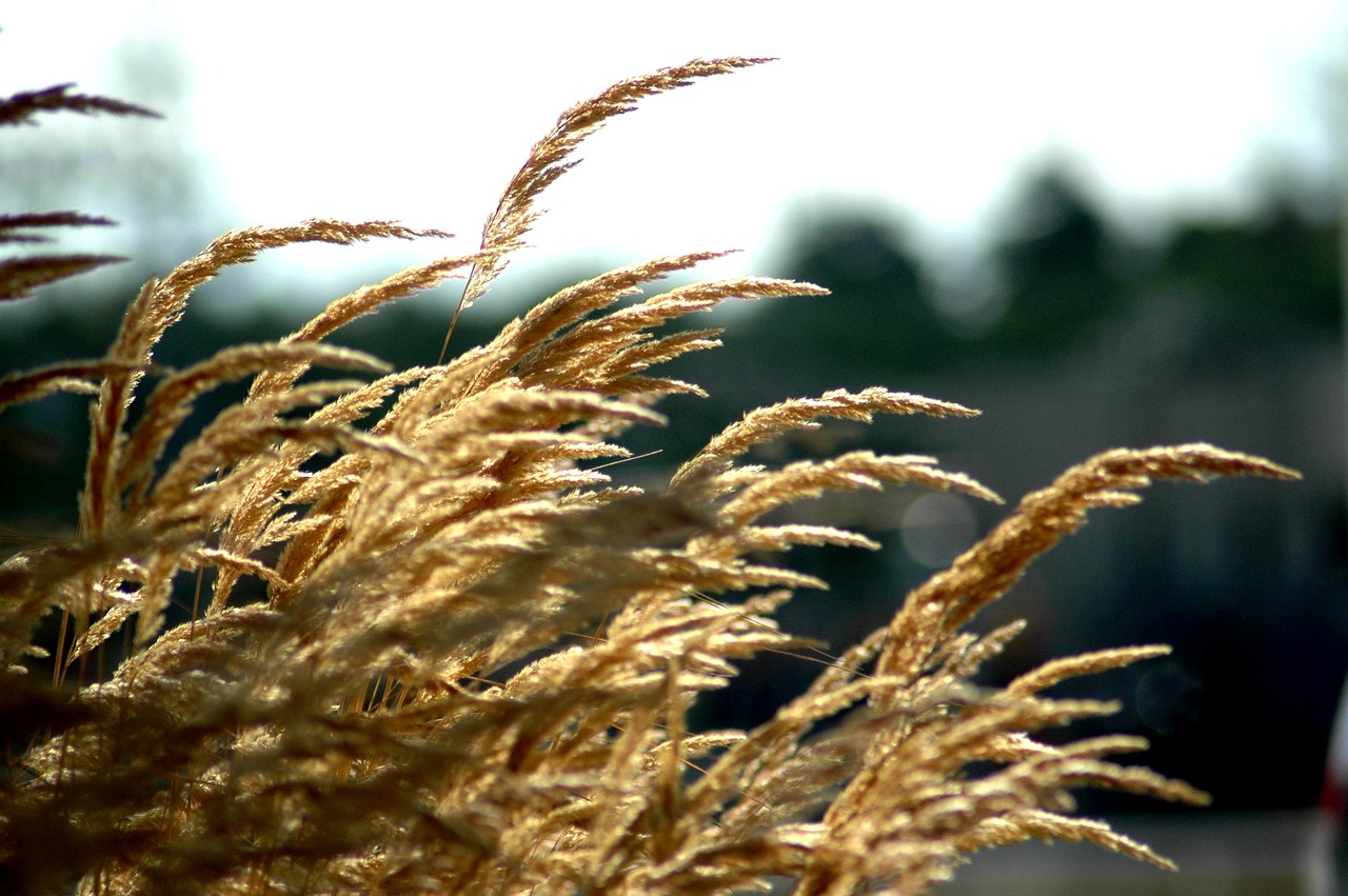 grass wind movement free photo