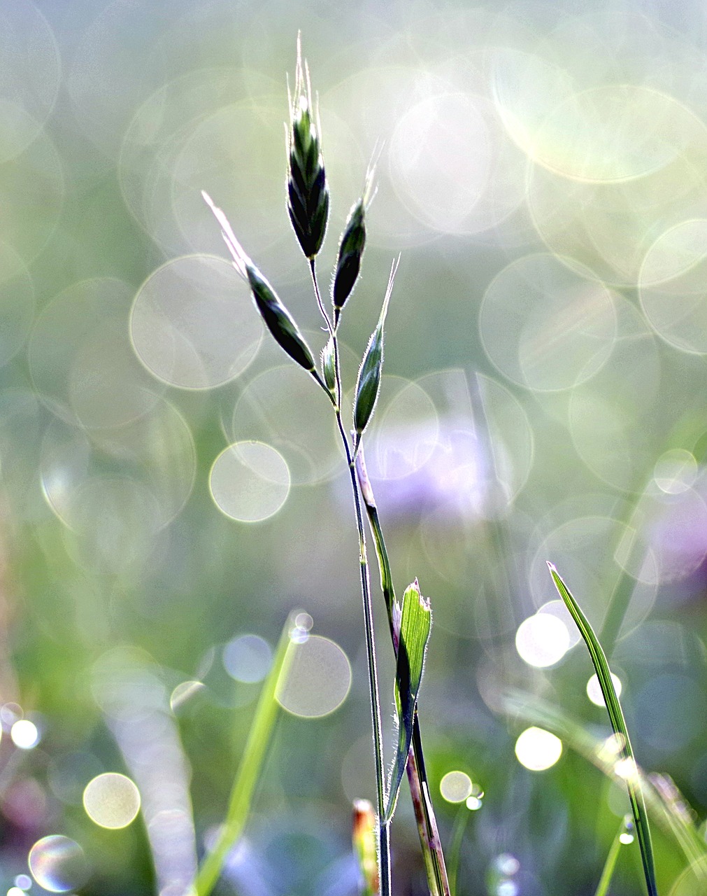 grass rosa bliki free photo