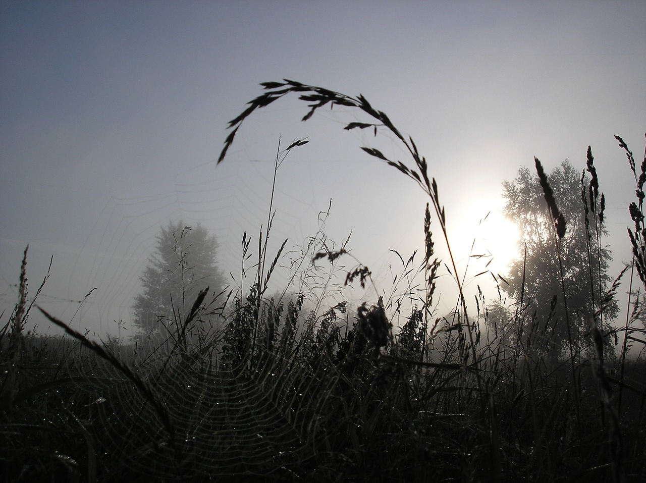grass fog morning free photo