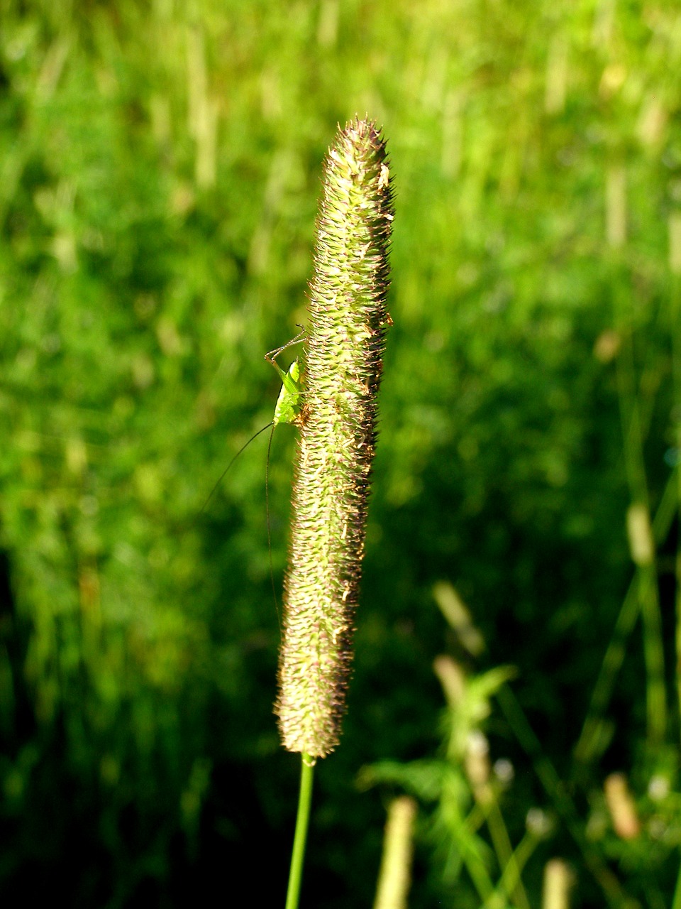 grass insect macro free photo