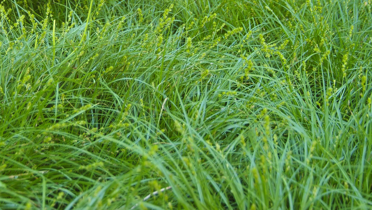 grass nature plant free photo